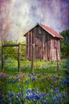 Outhouse with bluebonnets and indian paintbrushes