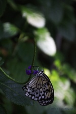 c_IMG_2424 Wht Butterfly 2