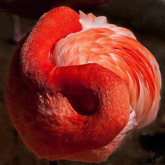 Flaming S not FlamingO by Bill Webb