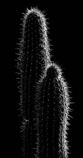 Black and white photo of cactus backlit