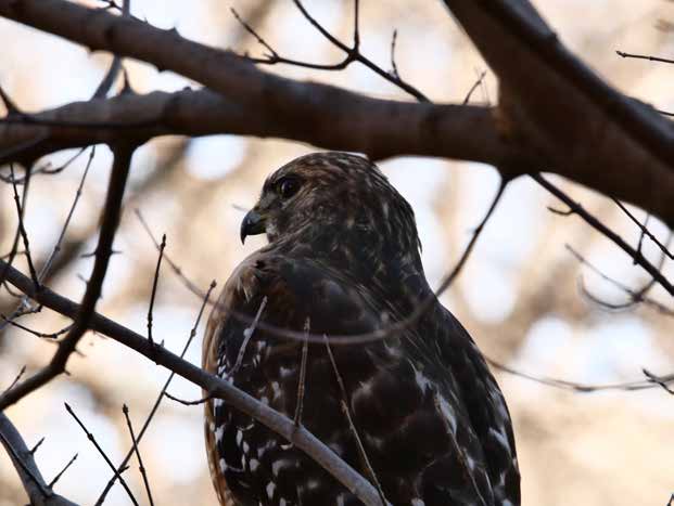 Euless Hawk in tree photo by Mangesh Sangapu