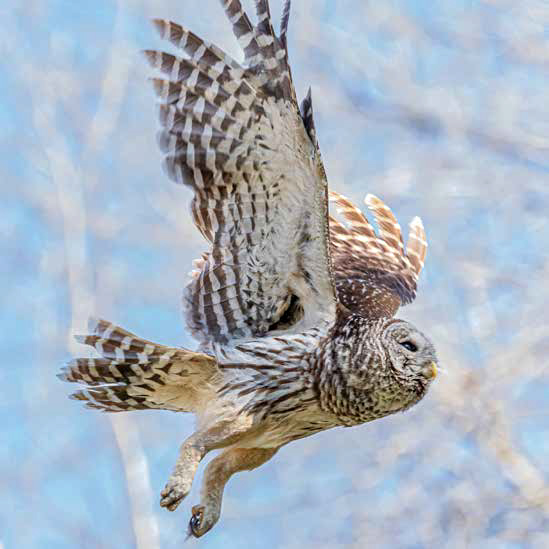 Barred Owl In Flight by David Roberts