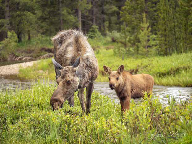 photograph of momma moose and her baby